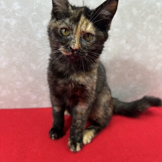 �T�r�ʂɂ����߁I�����Ύ����قǈ���������y�R