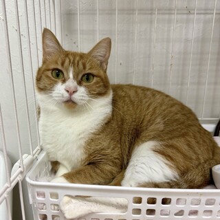 おっとり茶白⭐︎オクラ♀