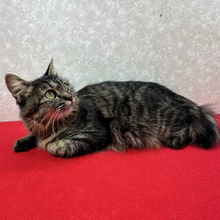 �L�W���сI��l�����ĂƂĂ����₩�Ȑ��i�􂭂��