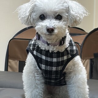 マイワールドをもつ自立女子ファーラちゃん