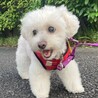マイワールドをもつ自立女子ファーラちゃん サムネイル3