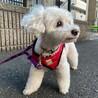 マイワールドをもつ自立女子ファーラちゃん サムネイル4