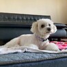 マイワールドをもつ自立女子ファーラちゃん サムネイル6