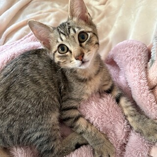 H32 キジ猫ほう君