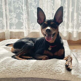 大きめミニピンのソル　甘えられるご家族募集中！