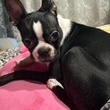 ボストンテリア8ヶ月！元気いっぱい