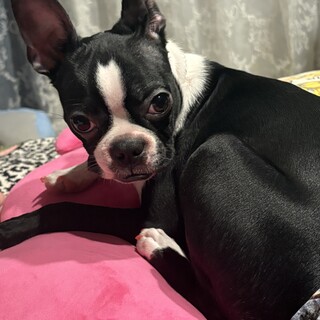 ボストンテリア8ヶ月！元気いっぱい