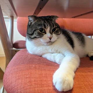 たれ耳スコティッシュフォールド２歳オスおだやか