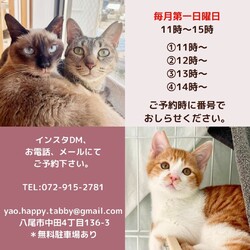 予約制入場無料デー！動物病院の保護猫譲渡会 サムネイル2