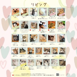 動物病院の保護猫譲渡会 サムネイル2