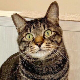 動物病院の保護猫・おっきな猫さんが好きならぜひ！！