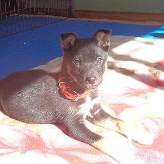 人が大好き甘えん坊さんメス子犬