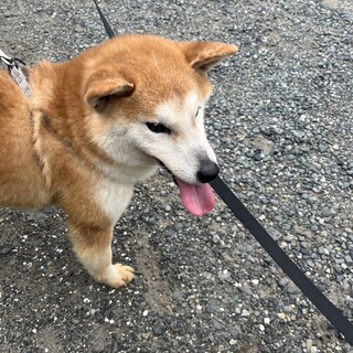 ！緊急！　柴犬　オス　すぐ引き渡し可能です。