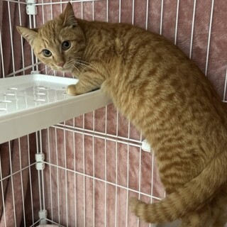 イケメンな濃い茶トラの子