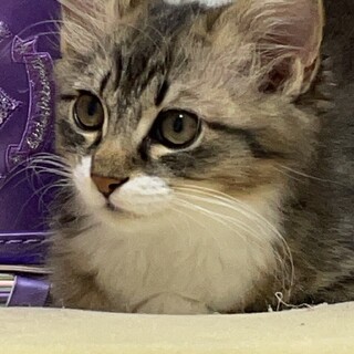 キキ♂4ヶ月兄妹子猫の里親募集！