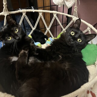 2025/5月頭生まれ：黒姉妹≪あお＆ふう≫