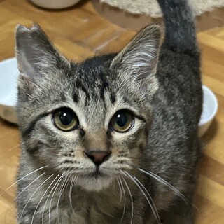 6ヶ月　遊ぶの大好き　キジ猫　ぎんなん君