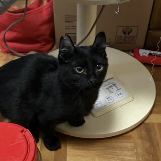 4ヶ月　小柄な　黒猫　どんぐり君