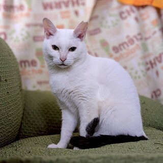 永年預かり制度対象！ガレットちゃん