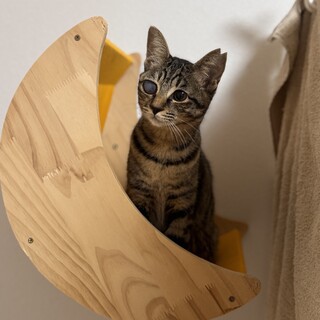 とっても構ってちゃんなくらら