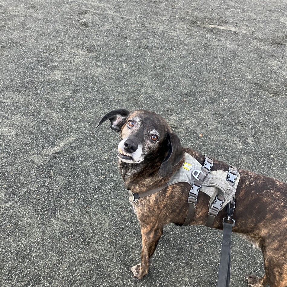 ピーチのカバー写真