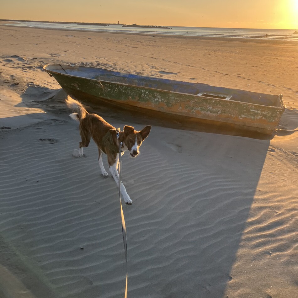 サンのカバー写真