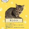猫好きなキントト サムネイル2