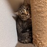 猫好きなキントト サムネイル4