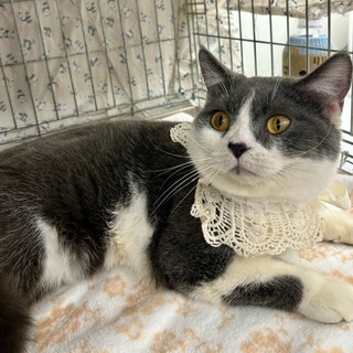 ����Ă܂���u���e�b�V���@�Ă���