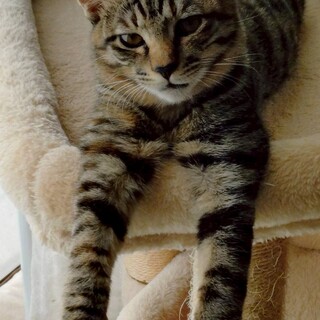 お嬢様タイプのうるる