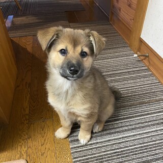 7つの子「もみじちゃん」