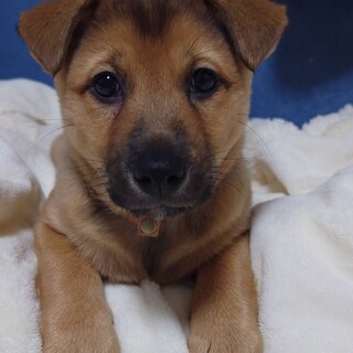 7つの子「かえでちゃん」