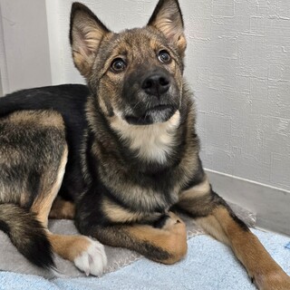 トライアルの為募集一時停止します、スイ