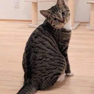 【キジトラ】10ヶ月のオス（兄弟あり）