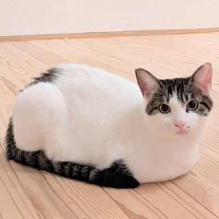 【シロキジ】10ヶ月のオス（兄弟あり）