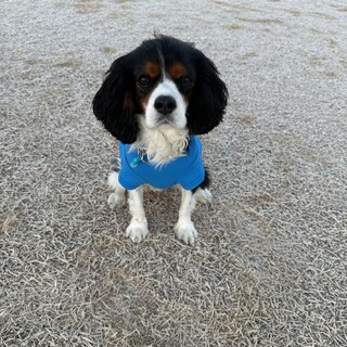 可愛いタローのずっとのお家探してます