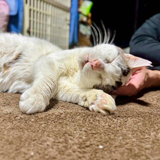 永年預かり制度対象！ぐっさん