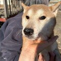 やんちゃなしばけん