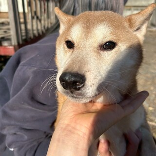 やんちゃなしばけん