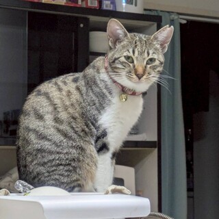 美人ママ猫の七菜」兵庫県 - 猫の里親募集(534231) :: ペットのおうち