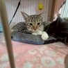 美人ママ猫の七菜 サムネイル5