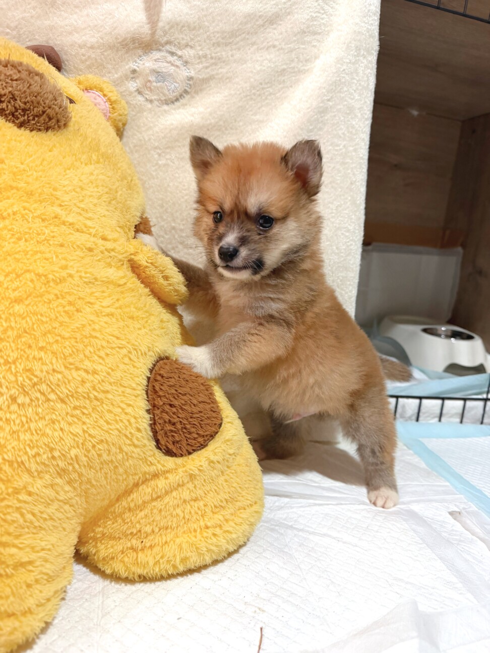 福袋くん　ふわふわのハイテンション男子 サムネイル2