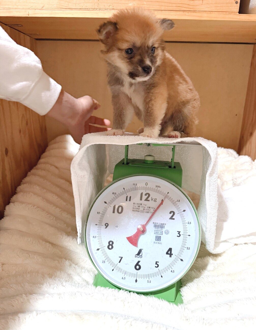 福袋くん　ふわふわのハイテンション男子 サムネイル3