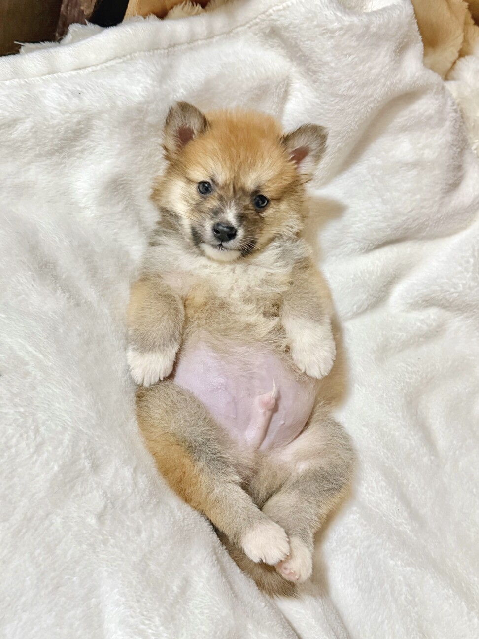 福袋くん　ふわふわのハイテンション男子 サムネイル4