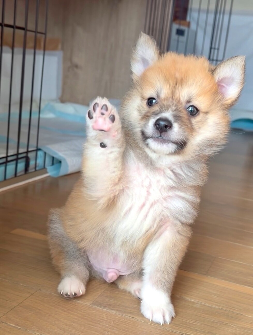 福袋くん　ふわふわのハイテンション男子 サムネイル5