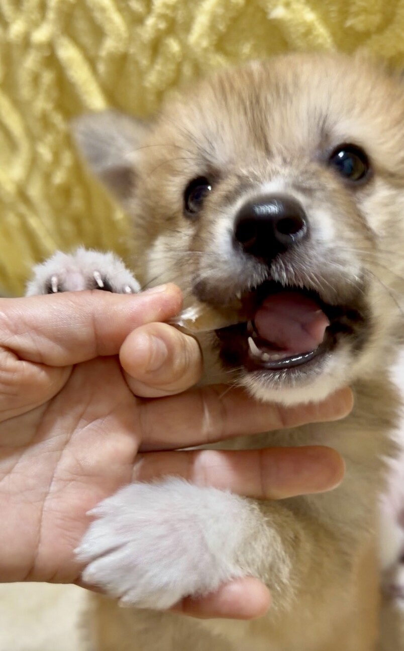 福袋くん　ふわふわのハイテンション男子 サムネイル6