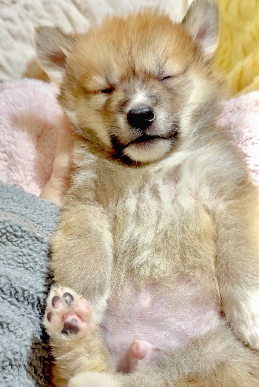 福袋くん　ふわふわのハイテンション男子 サムネイル7