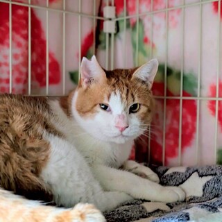 物腰柔らかなルドルフ