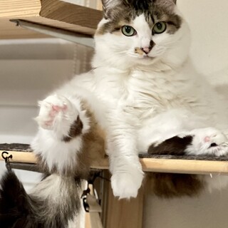 募集一時停止します。ふわふわ美人