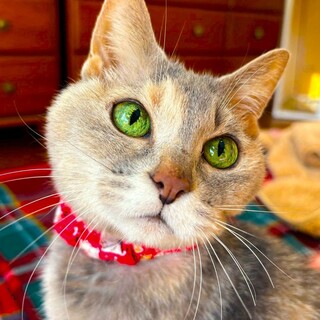 深いエメラルドグリーンの瞳のパステル三毛女子